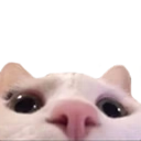 cat peek